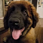 Ilja dekker - @otis.leonberger - Instagram
