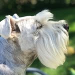 Otis ( Leon Lönnström Anton) - @otis.vit.schnauzer - Instagram
