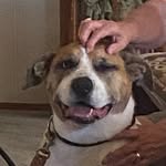 otis - @otisleonwatts - Instagram