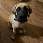 fam - @otisleonardmopsybella - Instagram