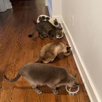 frankie otis leonard lola - @abercats - Instagram