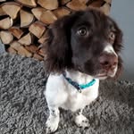 Otis Lester - @springerotis - Instagram