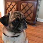 Otis lingo - @otislingo - Instagram