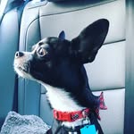Otis Lloyd Bogart, III - @grand.duke.of.snuggletown - Instagram