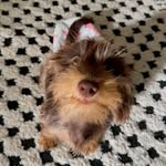 OTIS | a dapple dachshund - @longboy.otis - Instagram