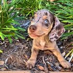 Otis 💙🤎 - @otis_longfellow - Instagram