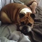 Otis Long - @otis_woof_otis_woof - Instagram