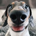 otis long boi - @otisminiwiener - Instagram