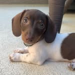 Otis Longbottom - @otislongbottom - Instagram