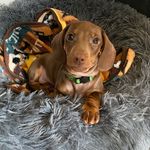 Otis - @otislongdog - Instagram