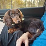 UKC long haired dachshund - @otislonghaird - Instagram