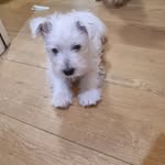 Otis Mack - @otismackthewestie - Instagram