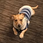 Otis - @otis_mackdaddy - Instagram