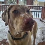 OTIS REDDING MACK - @otie.the.lab - Instagram