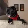 Otis MaGee - @otis.magee - TikTok