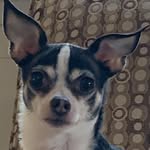 Otis - @otis_magee.dog - Instagram