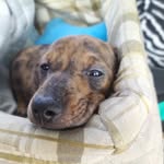 Otis The Miniature Dachshund - @otis_marvin_dachshund - Instagram