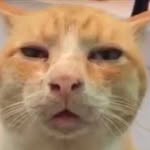 Otis mason - @otisthe_catt - Instagram