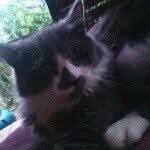 Otis_Mason_Jr. - @otis_the_fluffball_ - Instagram