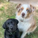 Mayo & Otis - @the.life.of.mayo.and.otis - Instagram