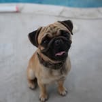Otis - @mayorotis - Instagram