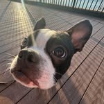 Otis McCarthy 🐾 - @otis__theboston - Instagram