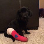 Otis McCarty - @pegleg_puppy - Instagram