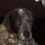 Otis Fergus-McLaughlin Harahan - @otis_the_wonderdog2006 - Instagram