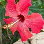 Otis Meadows - @otismeadows2982 - Instagram