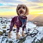 Otis 🐾🏔 - @otis_mobley_labradoodle - Instagram