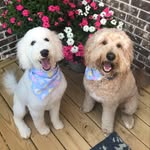 Murphy & Otis - @thedoodles_murphy_otis - Instagram