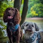 Murphy & Otis - @murphyotisadventures - Instagram