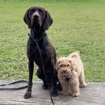 Murphy the german pointer & Otis the jackapoo - @otis_murphy_besties - Instagram