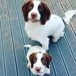 Murphy&Otis The Springy Spaniels - @murphy.otis.springy.spaniels - Instagram