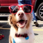 Otis + Murphy - @otis_the_aussie._and_murphy - Instagram