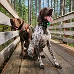 Otis & Murphy - @otis_n_murphy - Instagram