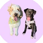 otis & murphy 🐶🐕‍🦺 - @otisandmurph - Instagram
