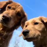 Otis & Murphy | 2 Golden Retriever Bros 🐾 - @vtgoldenguys - Instagram