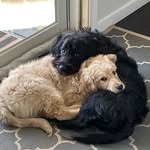 Otis & Murphy 🐾 - @otisandmurphydoodles - Instagram