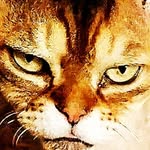 Otis & Murphy Catfluencers - @otisandmurphycats - Instagram