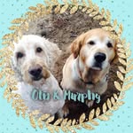 Otis And Murphy - @otisandmurphy - Instagram