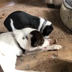 Otis and Murphy - @otismurphy.k - Instagram