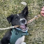Otis Murphy - @otistheyellowstonepup - Instagram