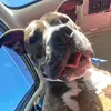 Otis Murphy - @otismurphythepitty - TikTok