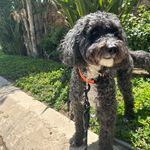 Otis Norris - @otisnorriz - Instagram
