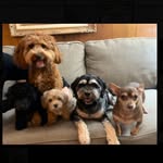 Coco, Otis, Oliver, Louis, Gus🐶❤️ - @thepawpack_5 - Instagram