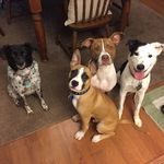 Fawkes Charlie Otis & Oliver - @bunch.of.mutts - Instagram