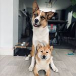 Oliver 🦊 & Otis 🐶 - @oliver_and_otis_adventures - Instagram