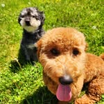 Oliver & Otis - @otis_and_oliver_adventure - Instagram