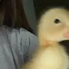 Oliver & Otis - @oliverandotistheducks - TikTok